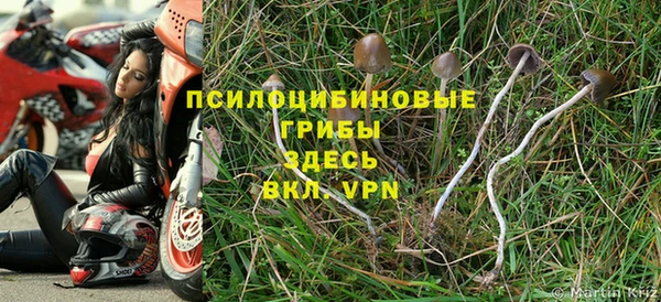 индика Богданович