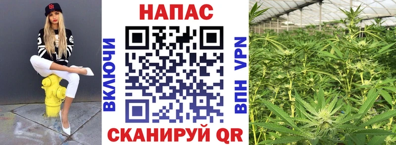 Канабис сатива  продажа наркотиков  Игра 